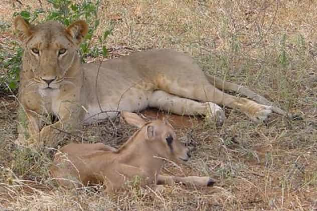 Lioness Rescues Baby Antelope