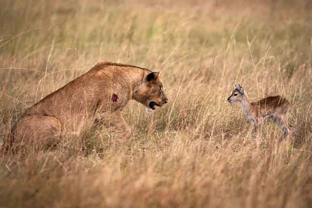 Lioness Rescues Baby Antelope