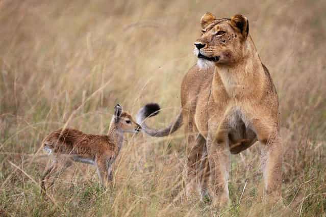 Lioness Rescues Baby Antelope