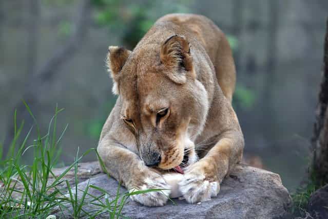 African Lion Kuchani enjoys a cold ice milk block at Taronga Zoo on January 8, 2013 in Sydney, Australia. Temperatures are expected to reach as high as 43 degrees around Sydney today. (Photo by Marianna Massey)