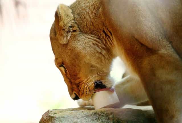 African Lion Asali is treated to a cold ice milk block at Taronga Zoo on January 8, 2013 in Sydney, Australia. Temperatures are expected to reach as high as 43 degrees around Sydney today. (Photo by Marianna Massey)