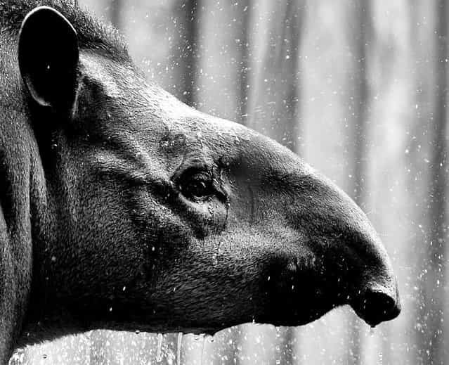 Brazilian Tapir Tique is treated to a nice cold shower by the zoo keeper at Taronga Zoo on January 8, 2013 in Sydney, Australia. Temperatures are expected to reach as high as 43 degrees around Sydney today. (Photo by Marianna Massey)