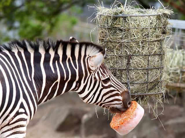 A Zebra is treated to a block of frozen carrots at Taronga Zoo on January 8, 2013 in Sydney, Australia. Temperatures are expected to reach as high as 43 degrees around Sydney today. (Photo by Marianna Massey)