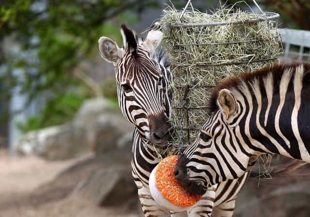 Zebras Zuri and Zibier are treated to a block of frozen carrots at Taronga Zoo on January 8, 2013 in Sydney, Australia. Temperatures are expected to reach as high as 43 degrees around Sydney today. (Photo by Marianna Massey)