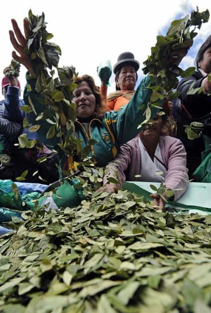 Women throw coca leaves into the air during a celebration for the reincorporation of Bolivia to the UN Convention Against Illicit Traffic in Narcotic Drugs in La Paz on January 14, 2013. "The coca leaf is not any more seen as cocaine (..), it is a victory of our identity" said Bolivian President Evo Morales. AFP PHOTO/Jorge Bernal (Photo credit should read JORGE BERNAL/AFP/Getty Images)