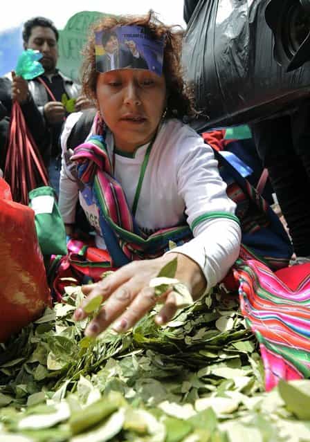 A woman fills bags with coca leaves during a celebration for the reincorporation of Bolivia to the UN Convention Against Illicit Traffic in Narcotic Drugs in La Paz on January 14, 2013. "The coca leaf is not any more seen as cocaine (..), it is a victory of our identity" said Bolivian President Evo Morales. AFP PHOTO/Jorge Bernal (Photo credit should read JORGE BERNAL/AFP/Getty Images)