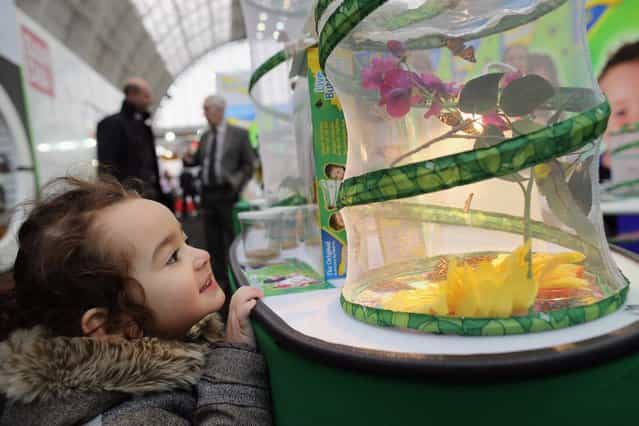 Juliet Quispe Palacios, 3, from London looks at a stand with real Butterflies hatching during the 2013 London Toy Fair at Olympia Exhibition Centre on January 22, 2013 in London, England. The annual fair which is organised by the British Toy and Hobby Association, brings together toy manufacturers and retailers from around the world. (Photo by Dan Kitwood)