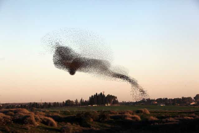 Huge pack of starlings in the sky of the Negev, Israel, on January 21, 2013. Birds are turned in evening twilight before settling to sleep. (Photo by Eliyahu Hershkovitz)