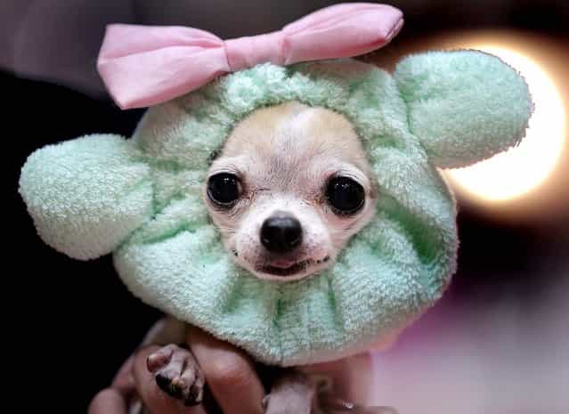 An 11-year-old female chihuahua named [Grizett] wears a fashion item during an event in Tokyo, January 23, 2013. (Photo by Itsuo Inouye/Associated Press)