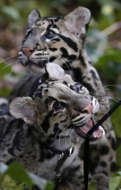 Haui-San, front, a clouded leopard cub, plays with his leash as his brother, Niki-San, looks off in the distance during a garden walk at the San Diego Zoo in California on January 16, 2013. The cubs, both about 5 months old, are undergoing training before they begin interacting with the public. (Photo by Gregory Bull/AP)