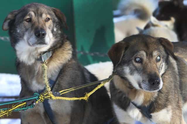 In this photo taken Thursday January 17, 2013, sled dogs Poncho, left, and his blind brother Gonzo are hooked up for a run at the Muddy Paw Sled Dog Kennel, in Jefferson, N.H. Poncho has taken to helping his blind brother on regular runs. (Photo by Jim Cole/AP Photo)
