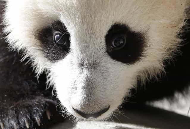 Xiao Liwu, a 5 1/2-month-old male panda, looks on from his enclosure at the San Diego Zoo Wednesday, January 16, 2013, in San Diego. The panda cub now is on display for short periods at the Zoo, after passing recent health examinations. (Photo by Gregory Bull/AP Photo)