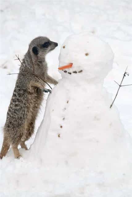 A meerkat at the London Zoo gets a close look at a snowman on January 21, 2013. (Photo by Zsl London Zoo/EPA)