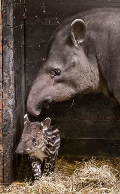 A one-week old female South American tapir (L) with her mother Sabrina in their enclosure in Wroclaw Zoo in Wroclaw, Poland, 18 January 2013. (Photo by Maciej Kulczynski/EPA)