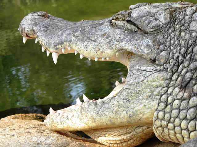 Thousands Of Crocodiles Escape From Farm
