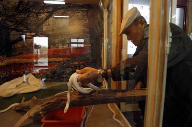 In this photo taken on Wednesday, January 9, 2013, ahead of the Chinese lunar new year of the Snake, following the Chinese zodiac, an elderly devotee handles genetically modified, auspicious, white snakes at the Temple of White Snakes in Taoyuan county, in north western Taiwan. Director of the temple Lo Chin-shih said the new year of the snake would be a time of steady progress, in contrast to the more turbulent nature of the outgoing year of the dragon. The Chinese new year fall on February 10. (Photo by Wally Santana/AP Photo)