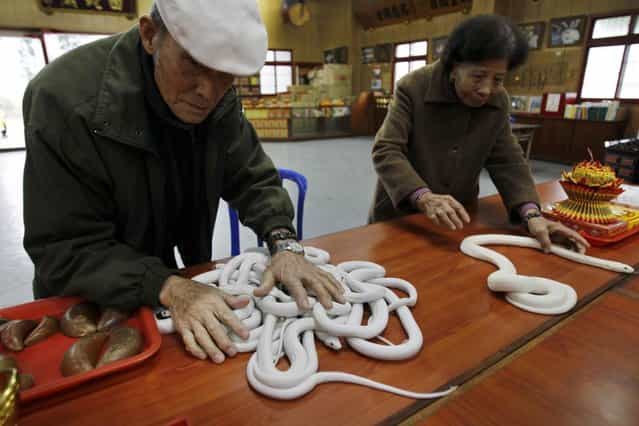 In this photo taken on Wednesday, January 9, 2013, ahead of the Chinese lunar new year of the Snake, following the Chinese zodiac, elderly devotees handle genetically modified, auspicious, white snakes on the altar at the Temple of White Snakes in Taoyuan county, in north western Taiwan. Director of the temple Lo Chin-shih said the new year of the snake would be a time of steady progress, in contrast to the more turbulent nature of the outgoing year of the dragon. The Chinese new year fall on February 10. (Photo by Wally Santana/AP Photo)