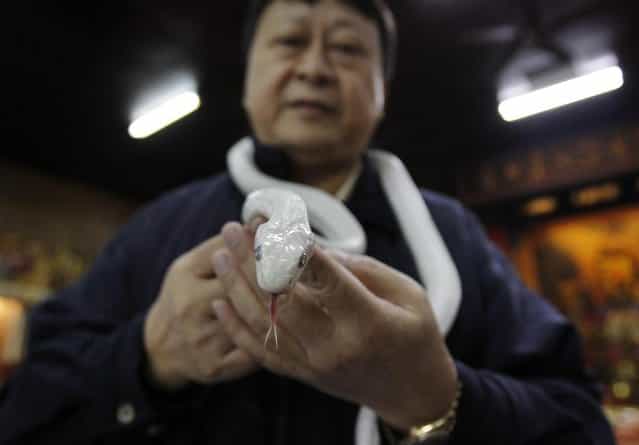 In this photo taken on Wednesday, January 9, 2013, Director of the Temple of White Snakes Lo Chin-shih holds a genetically modified, auspicious, white snake as he talks about its significance in the upcoming Chinese lunar new year of the snake according to the lunar zodiac calendar in Taoyuan county, in north western Taiwan. Lo said the new year of the snake would be a time of steady progress, in contrast to the more turbulent nature of the outgoing year of the dragon. The Chinese new year fall on February 10. (Photo by Wally Santana/AP Photo)
