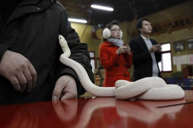 In this photo taken on Wednesday, January 9, 2013, ahead of the Chinese lunar new year of the Snake, following the Chinese zodiac, a devotee handles a genetically modified, auspicious, white snake on the altar at the Temple of White Snakes in Taoyuan county, in north western Taiwan. Director of the temple Lo Chin-shih says the new year of the snake would be a time of steady progress, in contrast to the more turbulent nature of the outgoing year of the dragon. The Chinese new year fall on February 10. (Photo by Wally Santana/AP Photo)