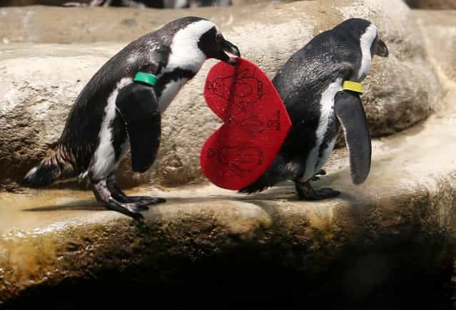 An African Penguin holds a Valentine's Day card at the California Academy of Sciences on February 13, 2013 in San Francisco, California. In honor of Valentine's Day, the colony of African Penguins at the California Academy of Sciences received heart-shaped red valentines with hand written messages from Academy visitors. (Photo by Justin Sullivan)