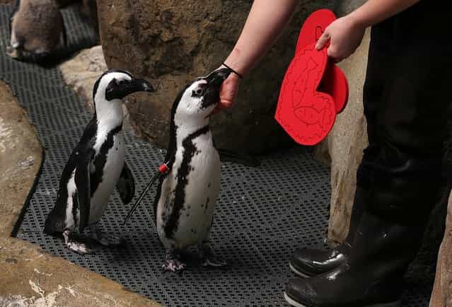Biologist Crystal Crimbchin hands out Valentine's Day cards to African Penguins at the California Academy of Sciences on February 13, 2013 in San Francisco, California. In honor of Valentine's Day, the colony of African Penguins at the California Academy of Sciences received heart-shaped red valentines with hand written messages from Academy visitors. (Photo by Justin Sullivan)