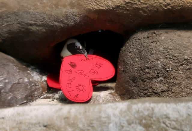 An African Penguin pulls a Valentine's Day card into its nest box at the California Academy of Sciences on February 13, 2013 in San Francisco, California. In honor of Valentine's Day, the colony of African Penguins at the California Academy of Sciences received heart-shaped red valentines with hand written messages from Academy visitors. (Photo by Justin Sullivan)