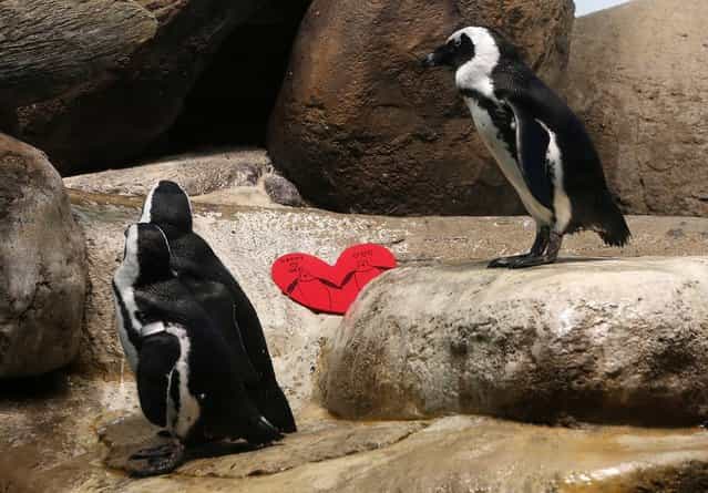 African Penguins walk by a Valentine's Day card at the California Academy of Sciences on February 13, 2013 in San Francisco, California. In honor of Valentine's Day, the colony of African Penguins at the California Academy of Sciences received heart-shaped red valentines with hand written messages from Academy visitors. (Photo by Justin Sullivan)