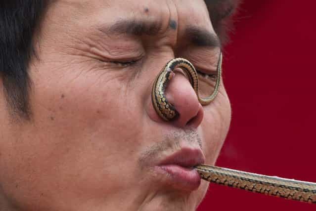 A performer passes a snake through his nose and mouth during a show at a fair as part of lunar new year festivities at the Temple of Earth park in Beijing on February 11, 2013. A billion-plus Asians are ushering in the lunar Year of the Snake with a week of festivities. (Photo by Ed Jones/AFP Photo)