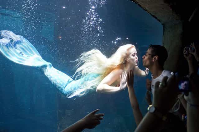 Visitors watch Mirella Ferraz, known as Brazilian mermaid, as she swims with fish in a giant tank during a show at an aquarium in Sao Paulo, Brazil, on February 10, 2013. (Photo by Nelson Almeida/AFP Photo)