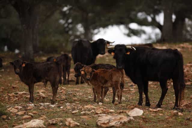 Calves and cows are seen in a [dehesa] (wooded pastureland) at Reservatauro Ronda cattle ranch in Ronda, near Malaga February 12, 2013. Spain's parliament voted on Tuesday to consider protecting bullfighting as a national pastime, angering animal rights campaigners and politicians in two regions where the sport is banned. (Photo by Jon Nazca/Reuters)