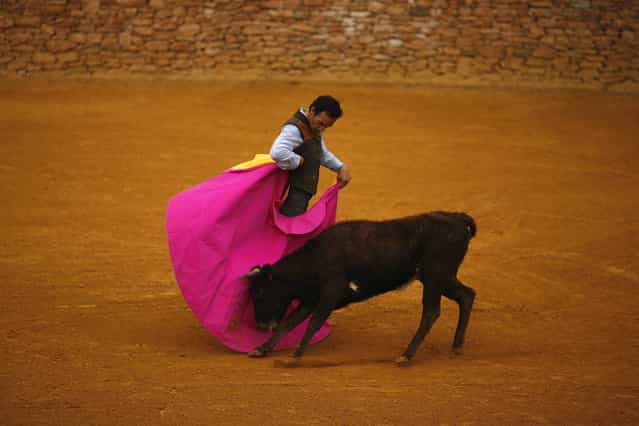 Spanish bullfighter Manuel Jesus [El Cid] performs a pass to a heifer during a [tentadero] (a small bullfight to check the bravery of calves and heifers which are not killed) during the first International Biennial of bullfighting at Reservatauro Ronda cattle ranch in Ronda, near Malaga February 17, 2013. Spain's parliament voted on February 12 to consider protecting bullfighting as a national pastime, angering animal rights campaigners and politicians in two regions where the sport is banned. (Photo by Jon Nazca/Reuters)