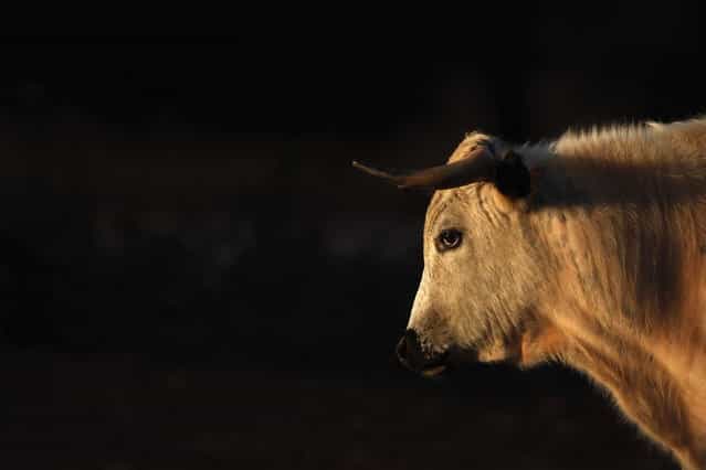 A white bull is seen at sunset in a [dehesa] (wooded pastureland) at Reservatauro Ronda cattle ranch in Ronda, near Malaga February 12, 2013. Spain's parliament voted on Tuesday to consider protecting bullfighting as a national pastime, angering animal rights campaigners and politicians in two regions where the sport is banned. (Photo by Jon Nazca/Reuters)