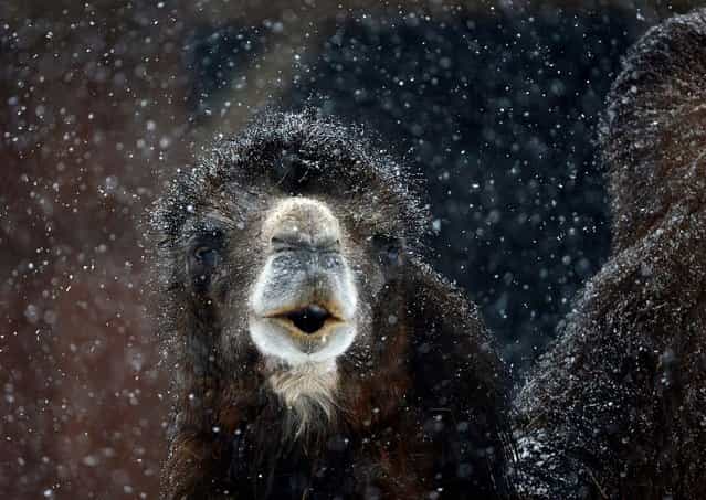A camel braves the heavy snowfall at the Zoo in Frankfurt, Germany, on February 19, 2013. (Photo by Arne Dedert/DPA)