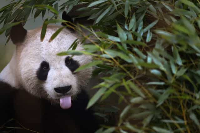 Yang Guang feeds on bamboo as he bulks up for the breeding season with partner Tian Tian on February 20, 2013 in Edinburgh, Scotland. Experts at Edinburgh Zoo have announced they expect the giant panda breeding season may be earlier this year, as both Tian Tian (Sweetie) and Yang Guang (Sunshine) have already started to show important changes in their behavior that indicate that they will soon be ready to mate, speculating in four weeks time. (Photo by Jeff J. Mitchell)
