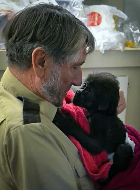 In this Friday, February 15, 2013, photo, CGladys Porter Zoo Director Jerry Stones holds a seventeen day old female baby gorilla at the Gladys Porter Zoo in Brownsville, Texas. The gorilla born last month at a South Texas zoo has been ignored by her mother so the animal will be sent to an Ohio zoo and introduced to a new troop. (Photo by Christian Rodriguez/AP Photo/The Brownsville Herald)