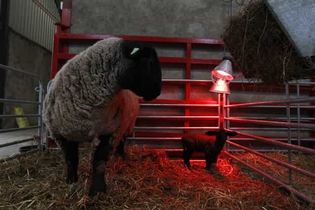 A lamb in a pen stands under a heat lamp at the farm of sheep breeder Patrick Donnelly, near the town of Ballymena in County Antrim, northern Ireland February 22, 2013. British and Irish sheep farmers fear for their future as an oversupply of lamb in recession-hit Europe drags farm-gate prices to three-year lows while production costs have soared. (Photo by Cathal McNaughton (Northern Ireland)/Reuters)