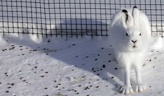 Tundra hare sits in an open-air enclosure at the Royev Ruchey zoo on the suburbs of Krasnoyarsk, February 21, 2013. (Photo by Ilya Naymushin/Reuters)