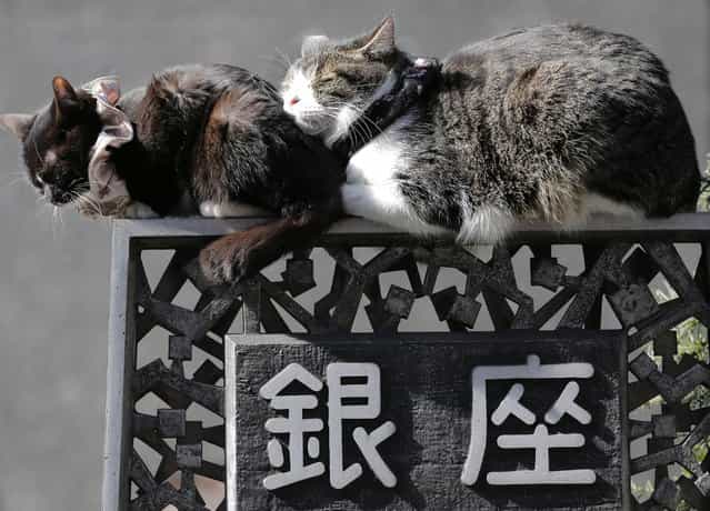 Cats sleep on a street sign in Tokyo’s Ginza shopping district on February 18, 2013. (Photo by Itsuo Inouye/AP Photo)