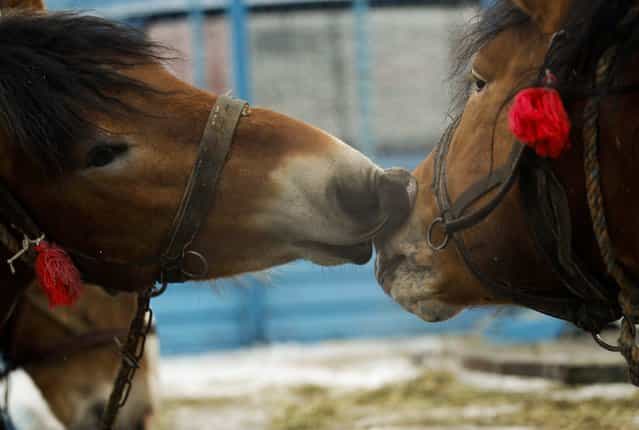 Two horses for sale play with each other at Skaryszew horse fair February 18, 2013. Polish animal rights campaigners heckled traders at one of Europe's biggest horse-trading fairs on Monday to try to prevent them selling the animals for meat. Horse breeders have been coming to the open-air fair on the same day every year for the past three centuries, but the tradition is under pressure from activists and, this year, from concern about the Europe-wide trade in horse meat. (Photo by Peter Andrews/Reuters)