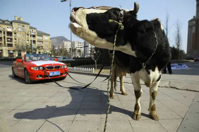 A cow is attached to a BMW car in Qingdao, Shandong province, February 20, 2013. The driver of a damaged BMW had tethered the cow to his vehicle to express his anger towards a garage which he believed not only aggravated the damages to his car, but had also refused to compensate him for it. (Photo by China Daily)