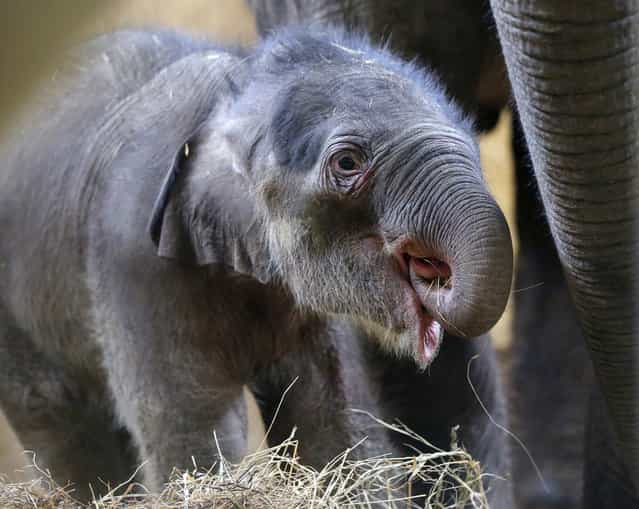 A one week old baby Asian elephant is seen next to its mother in the Budapest Zoo, February 21, 2013. The baby does not have a name yet and will be on display at the Zoo from the weekend. (Photo by Laszlo Balogh/Reuters photo)
