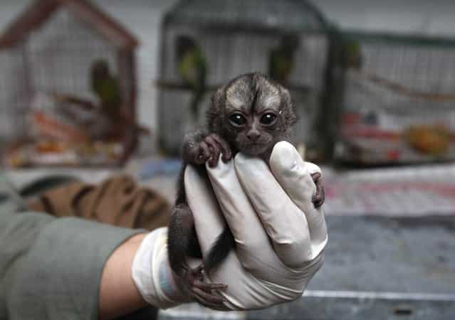 A 15-day-old night monkey sits in a veterinarian's palm at a temporary shelter west of Colombia, February 18, 2013. (Photo by Fernando Vergara/AP Photo)