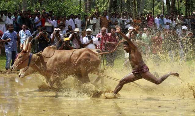 A farmer loses control over his pair of oxen as they race through a paddy field during the [Kakkoor Kalavayal] festival at Kakkoor village, on the outskirts of the southern Indian city of Kochi, February 18, 2013. The post-harvest festival is celebrated by the farmers of Kakkoor and the surrounding villages. (Photo by Sivaram V/Reuters)