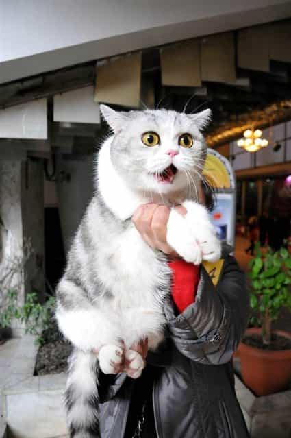 A cat is displayed at the International Cat Show in Bishkek, Kyrgyzstan, on February 17, 2013. (Photo by Roman/Zuma Press)