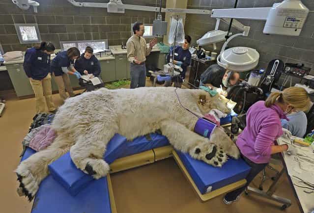 A sleeping giant, Boris the Polar bear underwent a full physical exam at the Point Defiance Zoo & Aquarium’s animal hospital in Tacoma, Washington, as a team of veterinarians, technicians and staff also performed a root canal and some minor eye surgery on the 27-year-old polar bear, on February 25, 2013. (Photo by Dean J. Koepfler/Tacoma News Tribune/MCT)