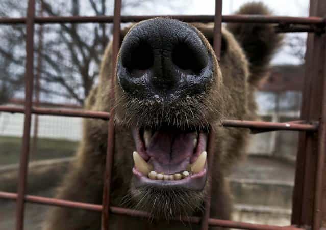 A bear chews the bars of a cage at Balint's estate, February 27, 2013. (Photo by Vadim Ghirda/Associated Press)