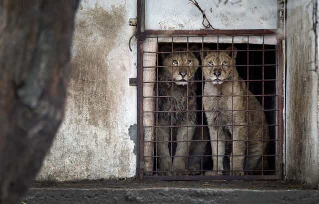 Lions look out of a cage at the Bucharest estate of one of Romania's most notorious gangsters, Ion Balint, known to Romanians as Nutzu the Pawnbroker, February 27, 2013. Authorities along with specialists of the animal welfare charity Vier Pfoten removed four lions and two bears that were illegally kept on the estate and reportedly used to threaten Balint's victims. Balint was arrested on February 22, with dozens of others on charges of attempted murder, depriving people of their freedom, blackmail and illegally holding arms. (Photo by Vadim Ghirda/Associated Press)