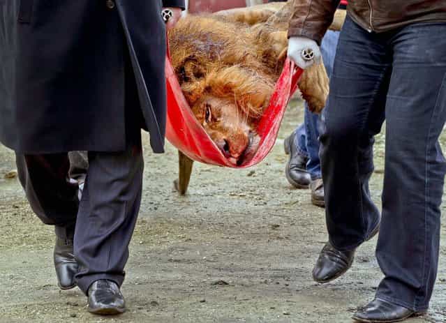 A sedated lion is carried on a stretcher, at the estate of Ion Balint, a notorious gangster, in Bucharest, Romania, February 27, 2013. Authorities along with specialists of the animal welfare charity Vier Pfoten, removed four lions and two bears that were illegally kept on the estate. Balint was arrested on dozens of other charges including attempted murder, depriving people of their freedom, blackmail and illegally holding arms. (Photo by Vadim Ghirda/Associated Press)