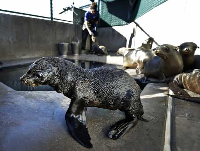 A Guadalupe fur seal passes by as SeaWorld animal rescue team member Heather Ruce feeds a California sea lion at their rescue facility in San Diego, February 26, 2013. Area rescue crews are seeing a higher than average amount of stranded sea lions this year, a trend likely caused by scarce food supply, according to the National Oceanic and Atmospheric Administration. (Photo by Gregory Bull/Associated Press)