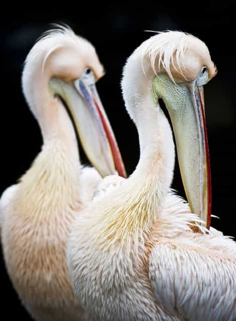 Two pelicans stand in their enclosure on February 25, 2013 at the Zoo in Frankfurt, Germany. (Photo by Nicolas Armer/AFP Photo)